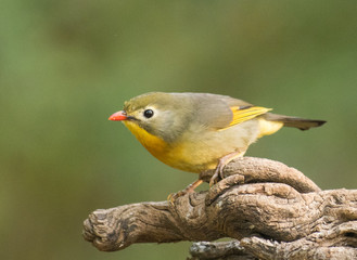 Red billed leiothrix, Leiothrix lutea, Sattal, Nainital, Uttarakhand, India