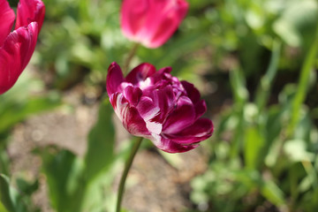 Obraz na płótnie Canvas A violet-white peony-like tulip blooms in a garden on a sunny day.