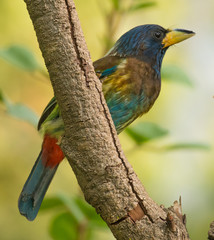 Great Barbet perched on a tree branch