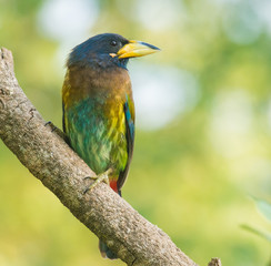 Great Barbet perched on a tree branch