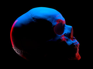 Side view of gypsum model of the human skull in neon lights isolated on black