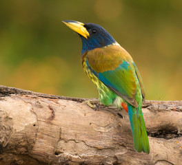Great Barbet perched on a tree branch