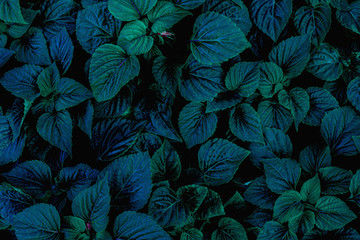 closeup nature view of green leaf in garden, dark wallpaper concept, nature background, tropical leaf