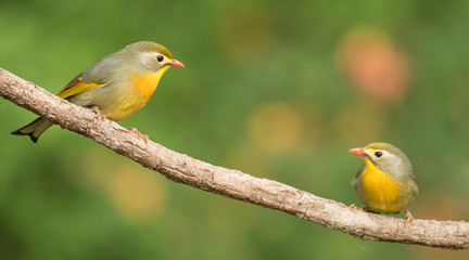 Red billed leiothrix, Leiothrix lutea, Sattal, Nainital, Uttarakhand, India