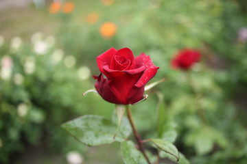 A small, fresh red rose bloomed in the garden.