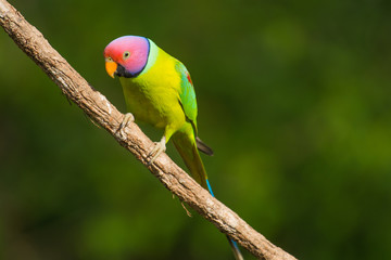 Plum headed parakeet perched on a branch