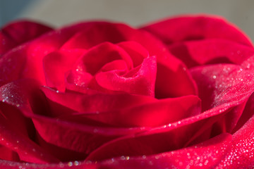 Naklejka premium Close up of blooming red rose flower. Small water drops on a flower petals.