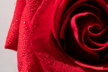 Close up of blooming red rose flower. Small water drops on a flower petals.