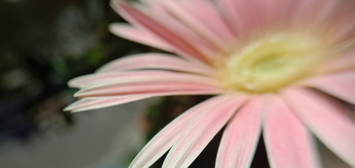 closeup of a flower