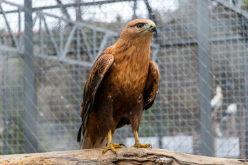 portrait of an eagle