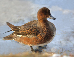 Eurasian Wigeon or  Widgeon (Mareca penelope) female. Duck collects food in the snow. Close-up portrait of a duck