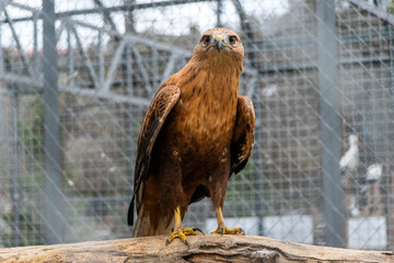 bird of prey