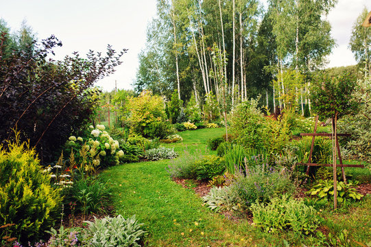 summer garden view with curvy lawn edge, blooming perennials, red Physocarpus, yellow thuja. Cottage garden style