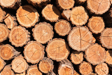 Wood cut texture background