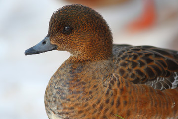 Eurasian Wigeon or  Widgeon (Mareca penelope) female. Duck collects food in the snow. Close-up portrait of a duck