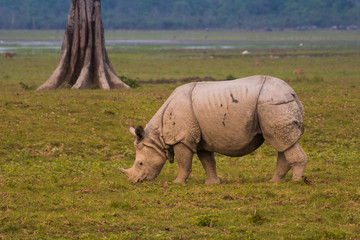 Obraz premium Great Indian Rhinoceros and its calf in Kaziranga National Park