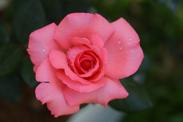 Delicate pink rose blooming outside
