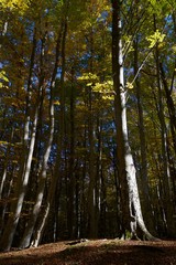 Fototapeta premium Autumn in the Pyrenees