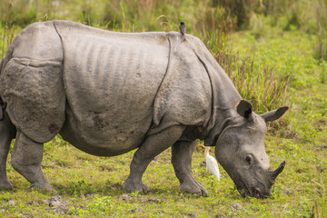 Fototapeta premium Great Indian Rhinoceros and its calf in Kaziranga National Park