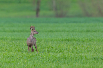one roebuck (capreolus) standing in green meadow
