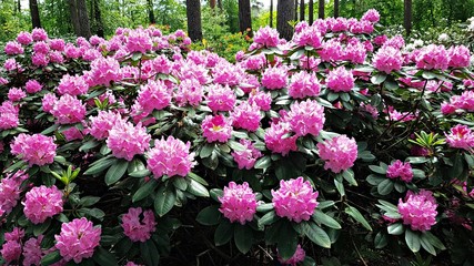 Rhododendron bushes bloom in large beautiful flowers on warm May days