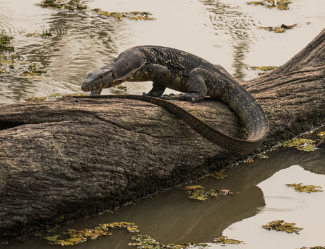 Indian water monitor lizard in kaziranga