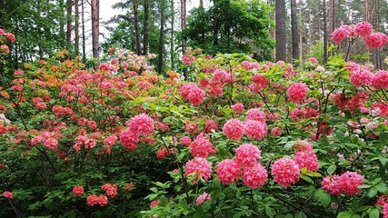 Fototapeta na wymiar Rhododendron bushes bloom in large beautiful flowers on warm May days