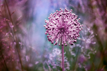 One big round pink flower blossoms close up on blue blurred background, Allium cristophii, allium giganteum ornamental plant, blooming dandelion, purple persian star onion, violet ball garden leek