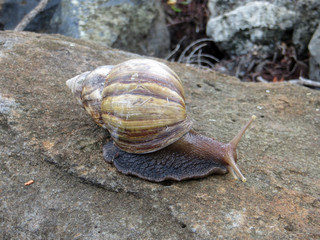 snail on a white stone overgrown with moss