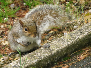 fluffy cute squirrel with a nut