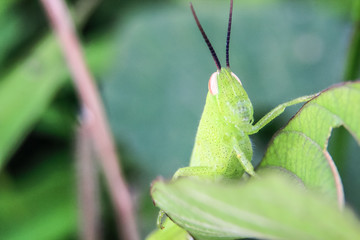 adult grasshoppers chewing leaves in the middle of farmer's fields, hidden because of the color and pattern on their bodies that resemble leaves