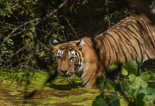 A beautiful tigress in her natural habitat