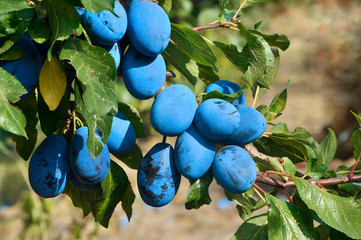 ripe plums in the garden