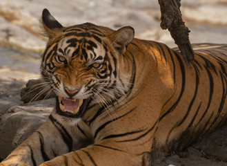 Close up face of an angry male tiger 