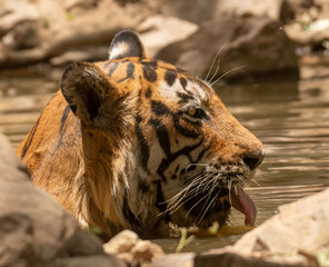 Beautiful tigress drinking water from a puddle