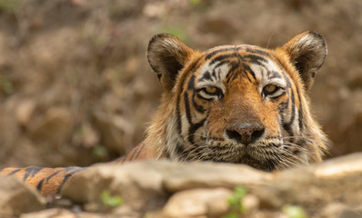 Fototapeta na wymiar Close up face of a male tiger 