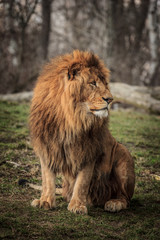 Obraz na płótnie Canvas portrait of a lion