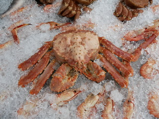 A large Kamchatka crab lies on the crushed ice next to scallops, shrimps and sea fish. Healthy seafood is prepared for sale.