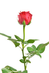 Beautiful rose flower on white background