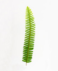 Fern leaf, Ornamental foliage, Fern isolated on white background.	