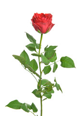 Beautiful rose flower on white background