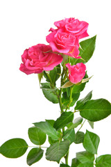 Fototapeta premium Beautiful rose flowers on white background