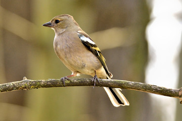 Brown chaffinch sits on a branch against a dark background