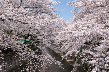 加賀公園金沢橋の桜（東京都板橋区）