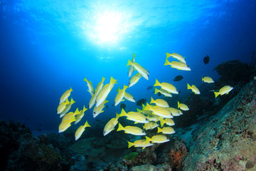 Obraz na płótnie Canvas Underwater coral reef and fish in ocean 