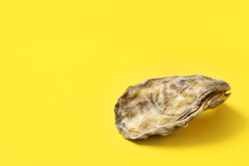 Tasty oyster on color background
