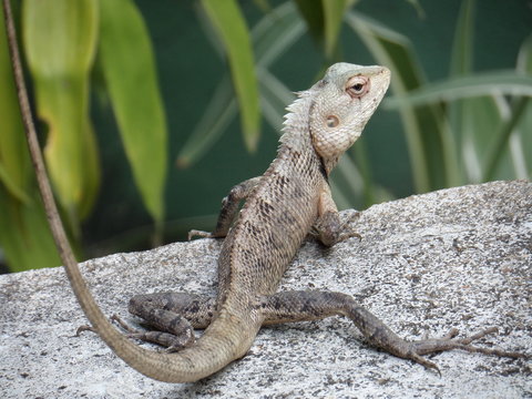 lizard reptile animal 