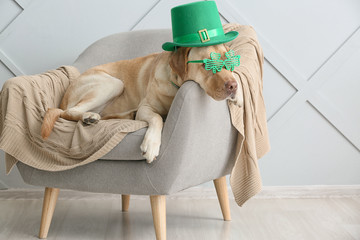 Cute dog with green hat on armchair. St. Patrick's Day celebration