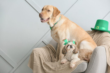Cute dogs on armchair. St. Patrick's Day celebration