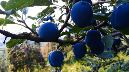 plums on a branch